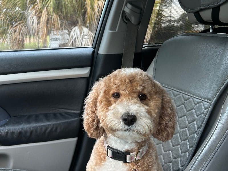 Mini Golden Doodle 2 years 6 months old female small named Luna for breeding in Volusia County, Florida | Petmeetly