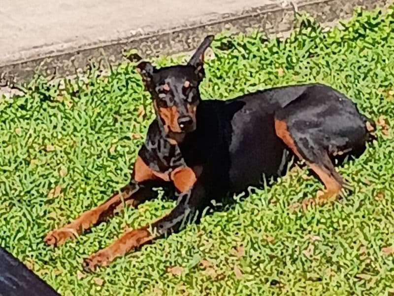 Doberman 7 months old female medium named Bear for sale in Harris County, Texas | Petmeetly