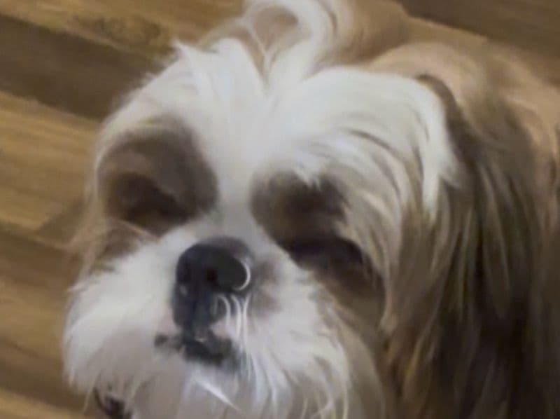 Shih Tzu 2 years old female medium named June for breeding in Bangalore Division, Karnataka | Petmeetly