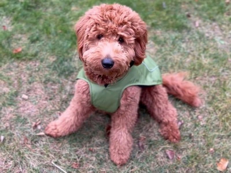 Mini Golden Doodle 2 years old male medium named Henry for breeding in Toronto, Ontario | Petmeetly