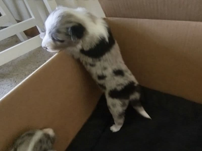 Blue Merle 1 - Border Collie | Petmeetly