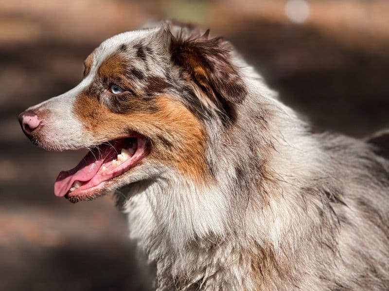 River Akc primary photo