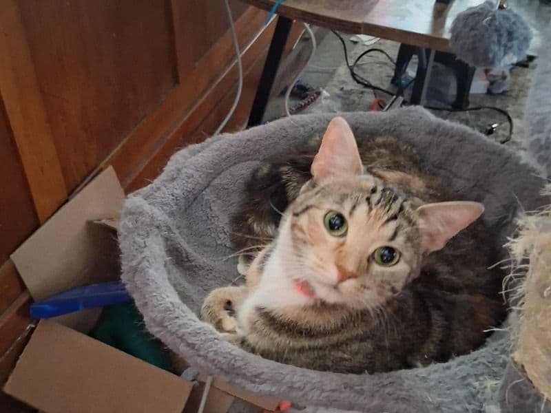 Tabby 1 year old female named Davina for adoption in Black Hawk County, Iowa | Petmeetly