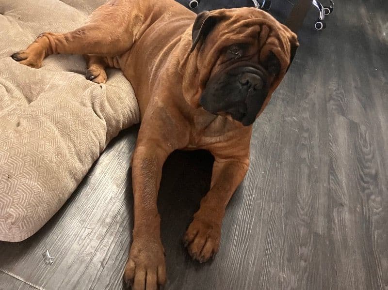 Bullmastiff 6 years 4 months old male extra large named Roy for breeding in Ada County, Idaho | Petmeetly