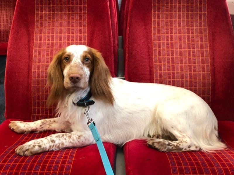 Cocker Spaniel 3 years 11 months old male medium named Blue for breeding in Greater London, England | Petmeetly