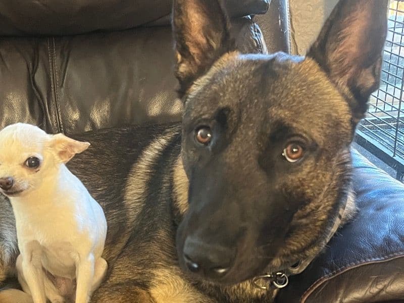 Belgian Malinois 2 years old male extra large named Zeus for breeding in Tualatin, Oregon | Petmeetly