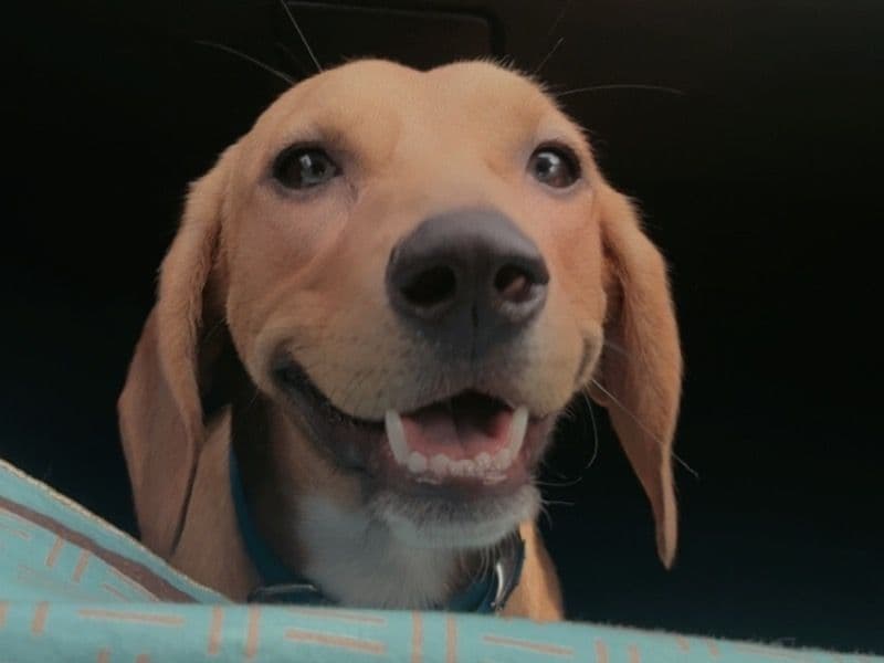 Beagle 1 year 5 months old male medium named Simba for breeding in Ropar Division, Punjab | Petmeetly