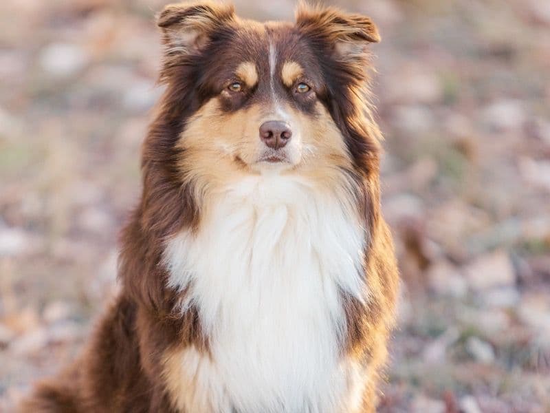 Australian Shepherd 5 years 5 months old female medium named Koko for breeding in Boulder County, Colorado | Petmeetly