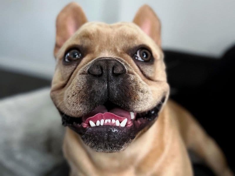 French Bulldog 1 year 11 months old male medium named Jasper for breeding in Torbay, England | Petmeetly