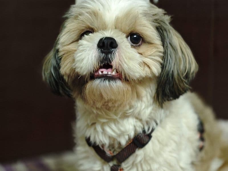 Shih Tzu 3 years 10 months old male small named Freddy for breeding in Bangalore Division, Karnataka | Petmeetly