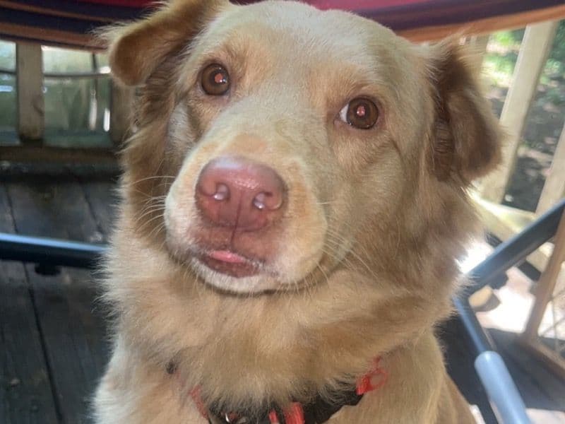 Australian Shepherd 6 years 2 months old female medium named Daisy for breeding in Bradley County, Tennessee | Petmeetly