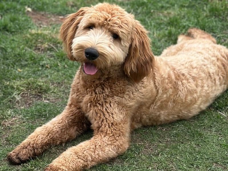 Goldendoodle 1 year old female large named Ari for breeding in Goulburn Mulwaree Council, New South Wales | Petmeetly