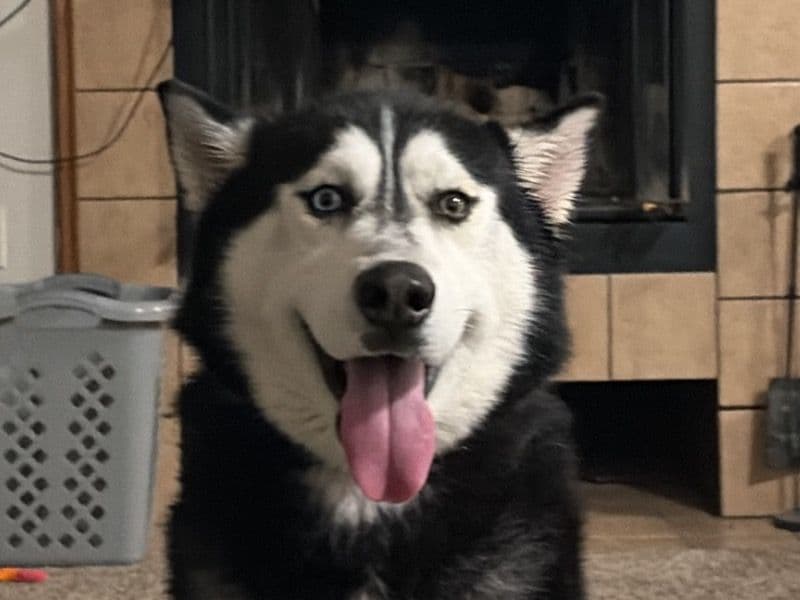 Siberian Husky 2 years 2 months old male large named Kegan for breeding in Kent County, Michigan | Petmeetly