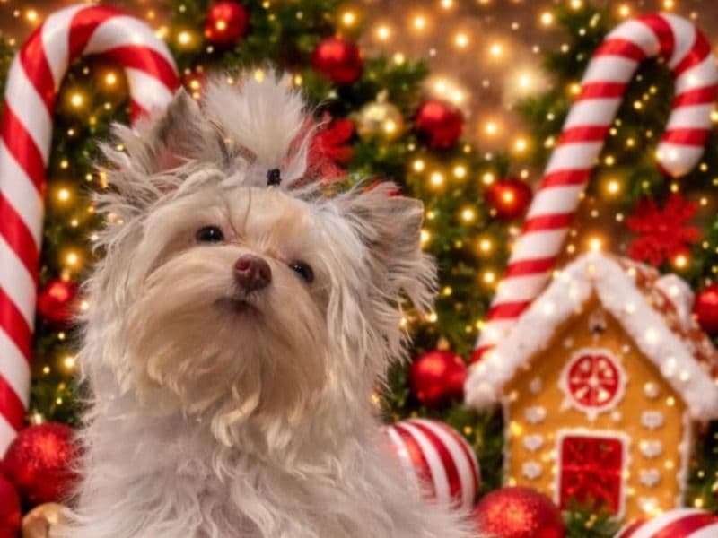 Teacup Yorkshire Terrier 5 months old male small named Rio for sale in Wayne County, Michigan | Petmeetly