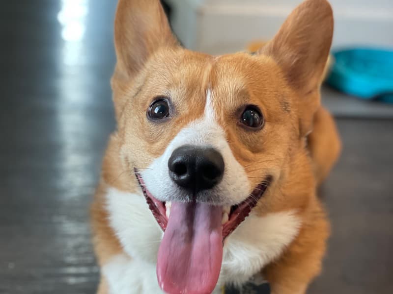 Milo primary photo