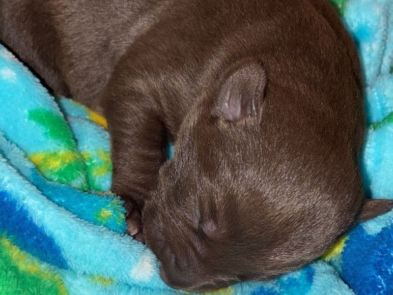 Labrador Retriever Less than 1 month old female small named Taylor for adoption in Hopkins County, Kentucky | Petmeetly