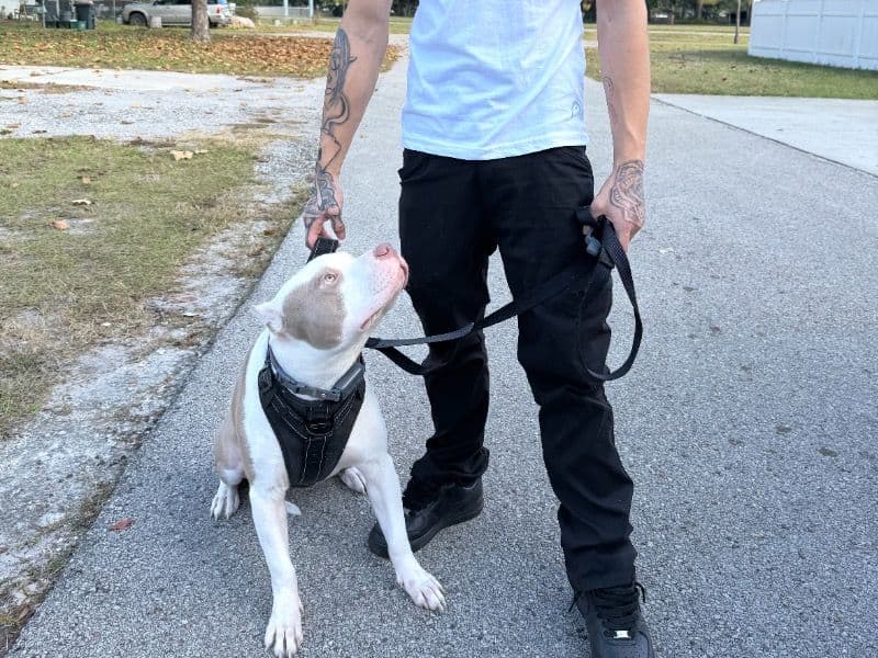 American PitBull Terrier 1 year 2 months old male medium named Dior for breeding in Seminole County, Florida | Petmeetly