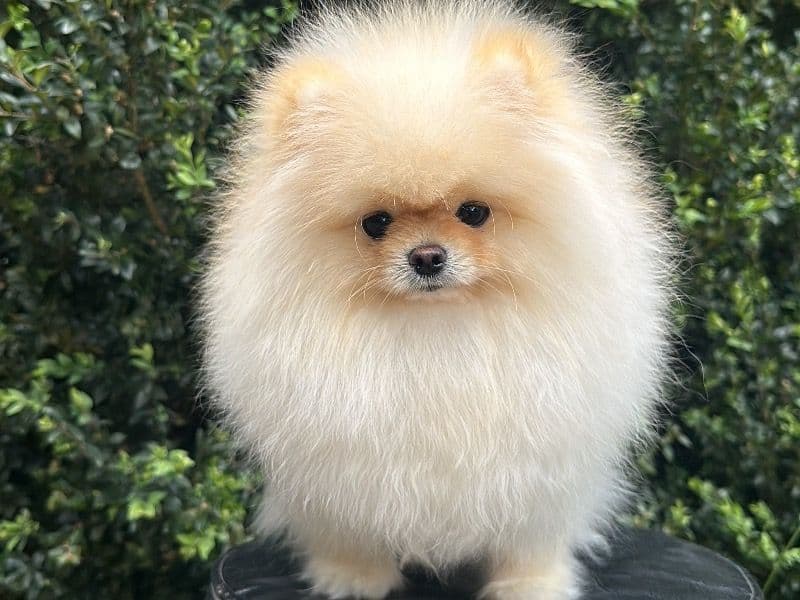 Pomeranian 2 years 4 months old male small named Aiden for breeding | Petmeetly