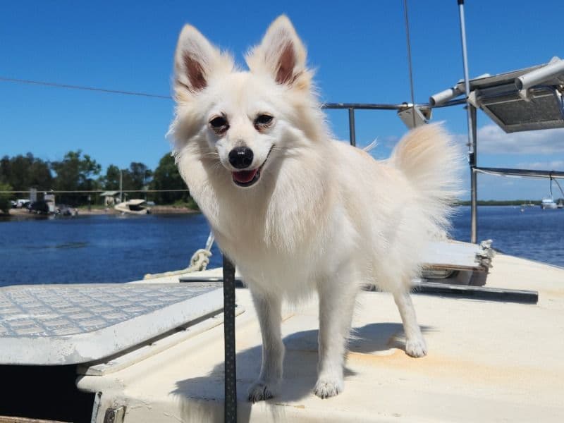 Meeko primary photo
