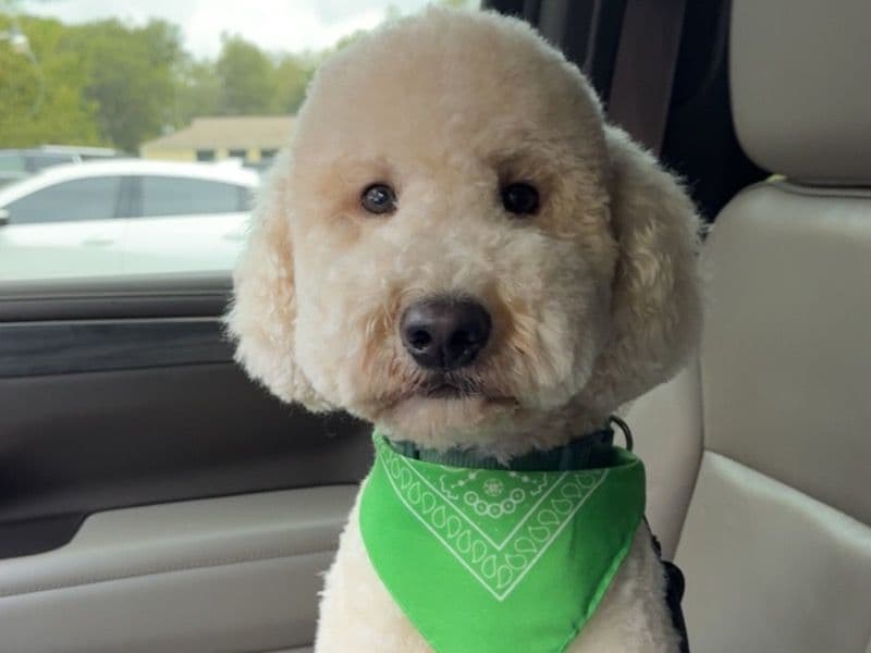 Mini Golden Doodle 2 years 5 months old male medium named Leo for breeding in Jackson County, Georgia | Petmeetly