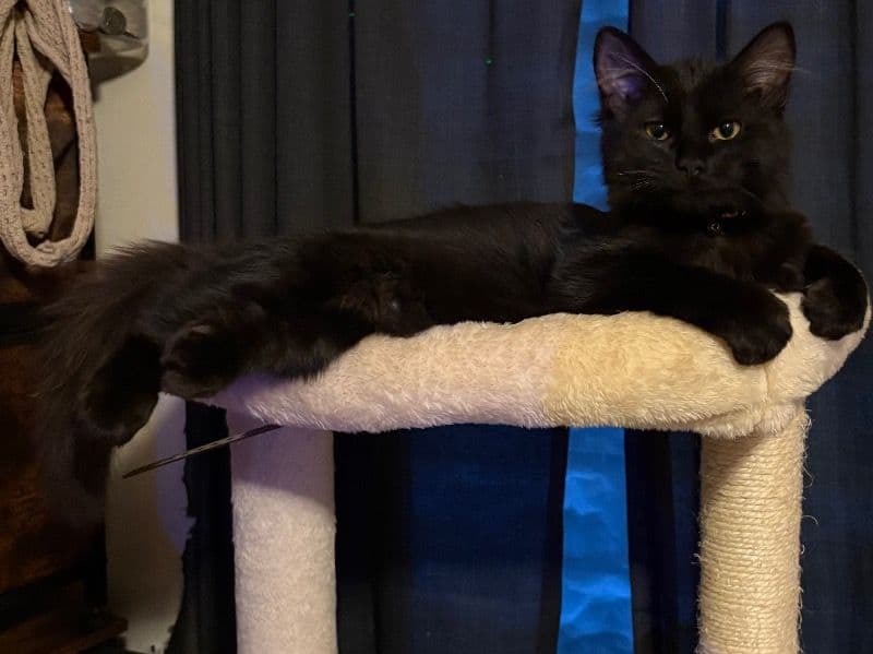 Maine Coon 8 months old female named Jynxi for breeding in Bristol County, Massachusetts | Petmeetly