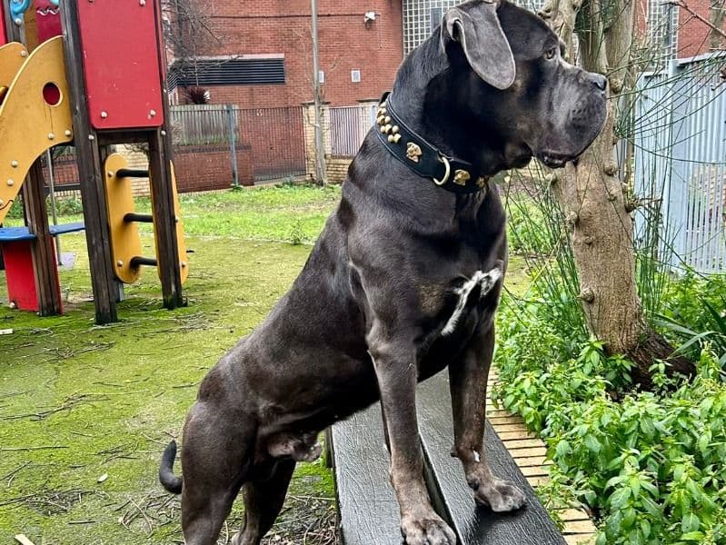 Cane Corso 3 years old male extra large named Cas for breeding in Greater London, England | Petmeetly