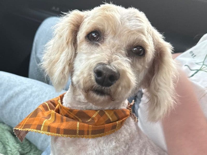 Toy Poodle 5 years old female small named Della for sale in Richmond County, North Carolina | Petmeetly