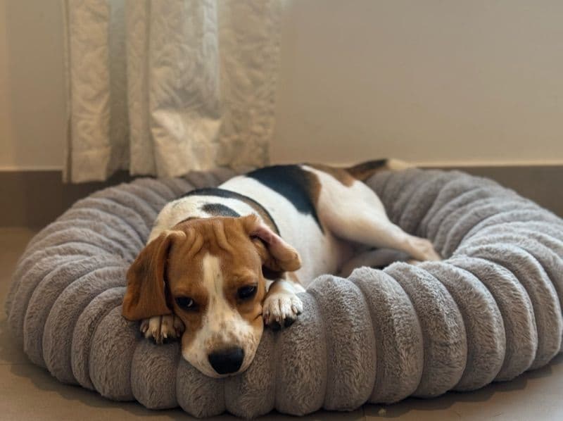 Beagle 1 year 3 months old female medium named Luna for breeding | Petmeetly