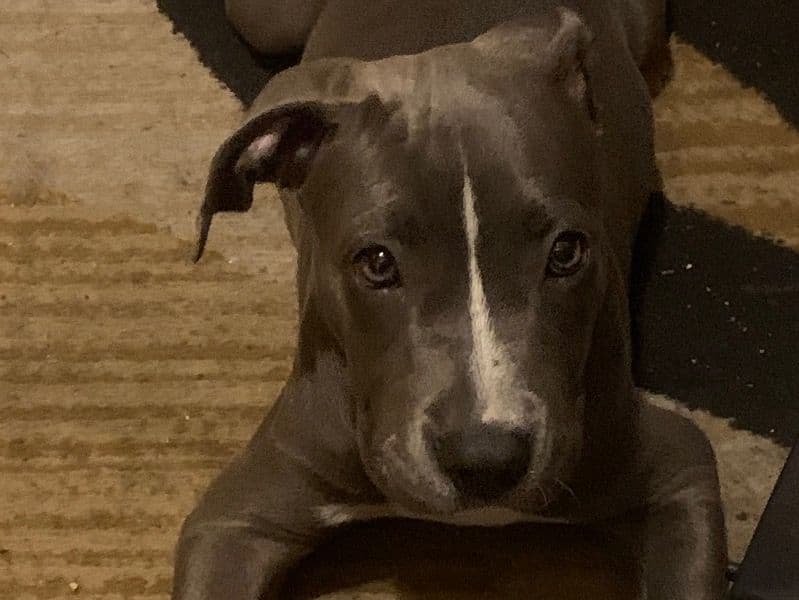 American Bully 2 years 9 months old female small named Daisy for sale in Cook County, Illinois | Petmeetly