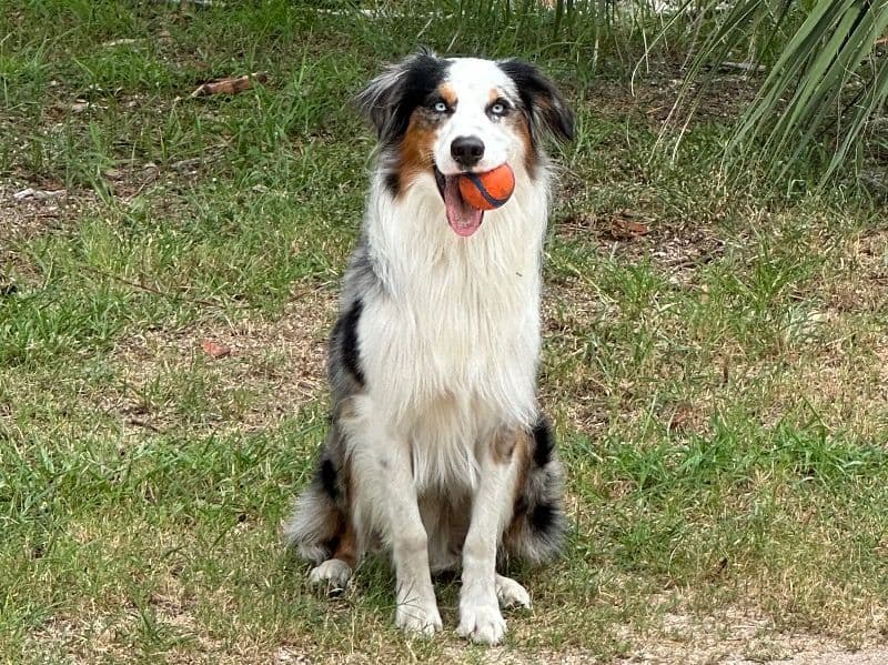 Australian Shepherd 2 years 4 months old male medium named Aspen for breeding in Flagler County, Florida | Petmeetly