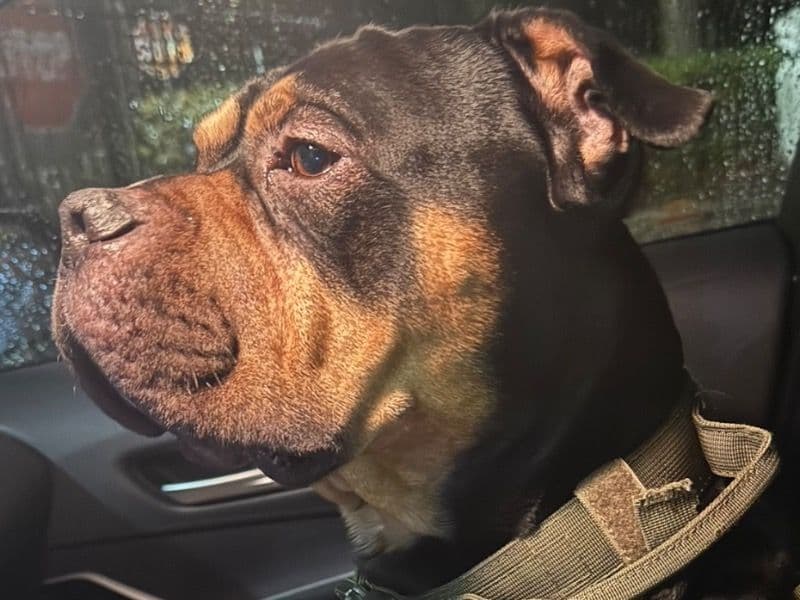 American Pocket Bully 3 years 5 months old male medium named Zeke for breeding in Orange County, Florida | Petmeetly