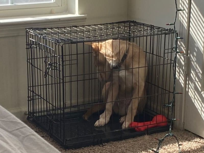 Blue nose Pitbull 5 months old male medium named Ace for sale in Richland County, South Carolina | Petmeetly