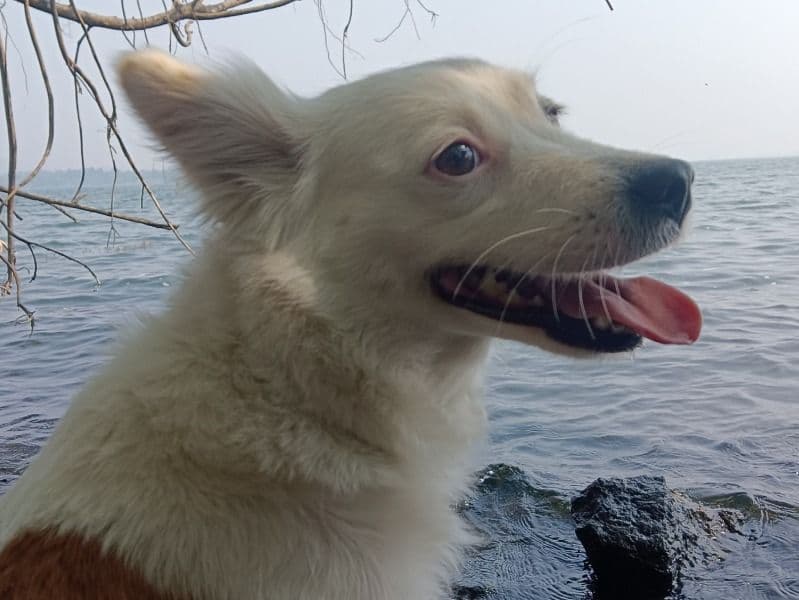 Icelandic Sheepdog 3 years 4 months old female medium named Juliee for breeding in Nashik Division, Maharashtra | Petmeetly