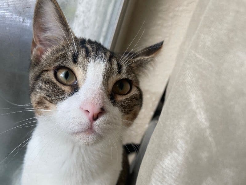 American Shorthair 8 months old male named Boba for adoption in Miami-Dade County, Florida | Petmeetly