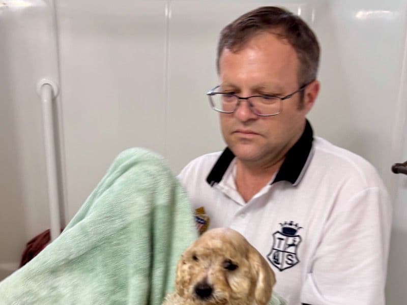 Toy Poodle 11 months old female small named Sunshine for adoption in Coffee County, Alabama | Petmeetly