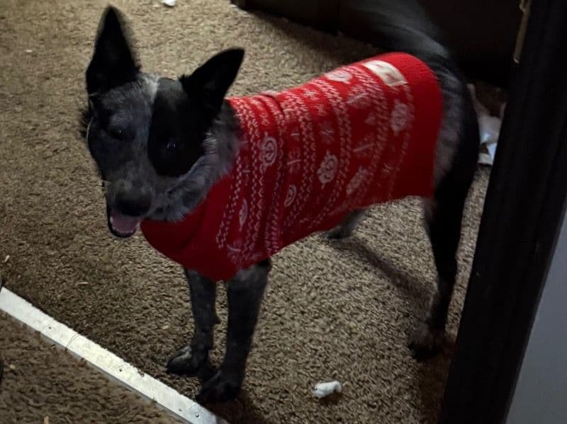 Australian Cattle Dog 1 year old female medium named Bluey for adoption in Madison County, Illinois | Petmeetly