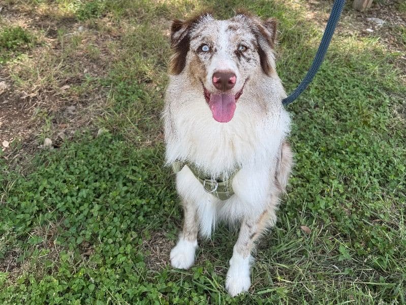 Australian Shepherd 2 years 1 month old male medium named Mocha for breeding in Bexar County, Texas | Petmeetly
