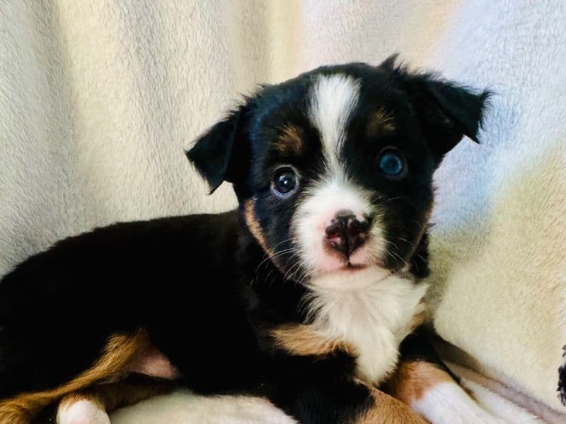 Priscilla primary photo