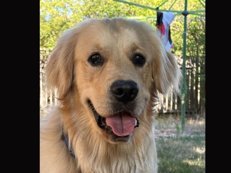 Golden Retriever 1 year 11 months old male large named Hunter for breeding in Australian Capital Territory | Petmeetly