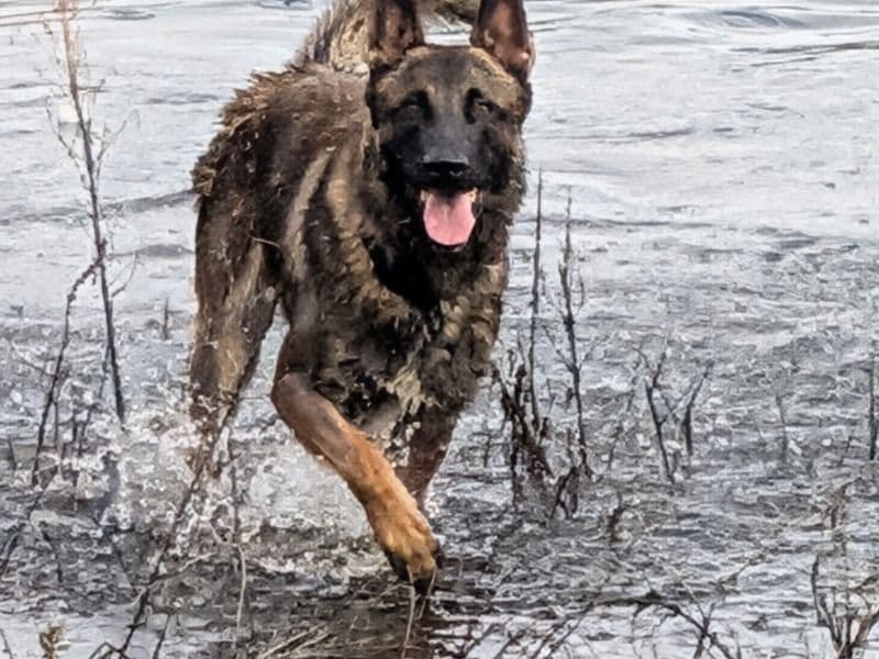 Belgian Malinois 1 year 7 months old male large named Dax for breeding in Asotin County, Washington | Petmeetly