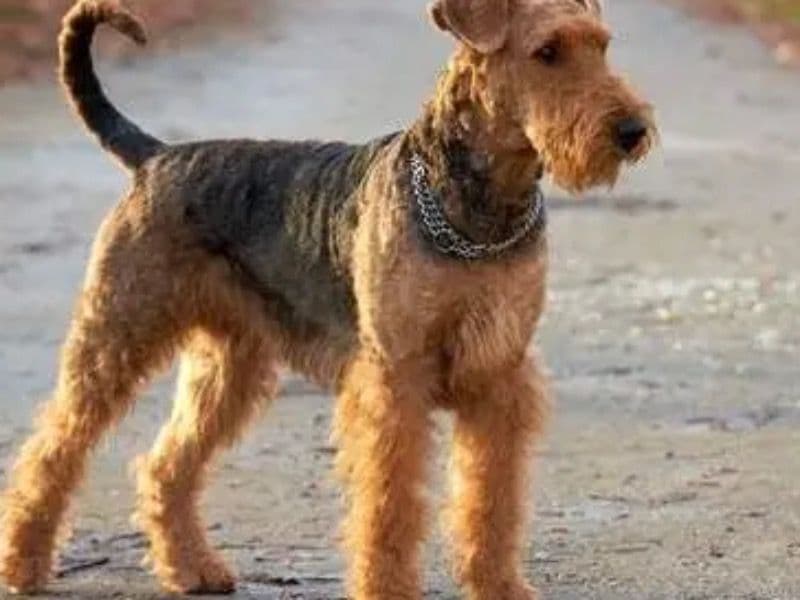 Airedale Terrier 5 years old female medium named Mirah for sale in Arizona | Petmeetly