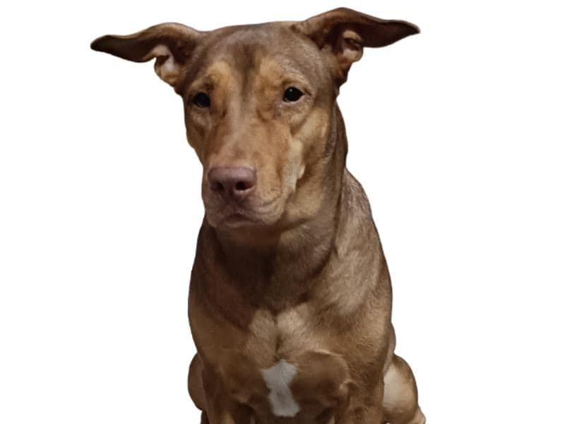 Rednose Pitbull Terrier 4 years 2 months old female medium named Alice for breeding in Meerut Division, Uttar Pradesh | Petmeetly