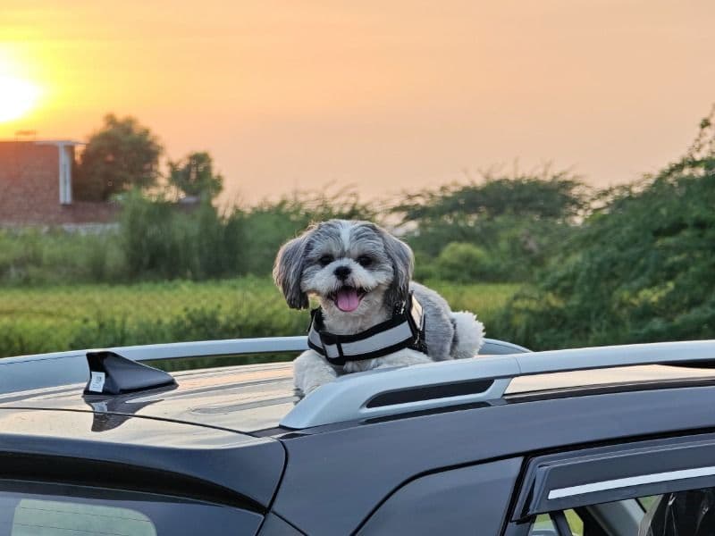 Shih Tzu 6 years 4 months old male small named Coco for breeding in Gurgaon Division, Haryana | Petmeetly