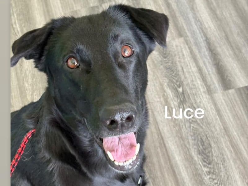Luce primary photo