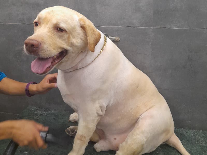 Goldador 9 years 7 months old male medium named Tarry for breeding in Punjab | Petmeetly