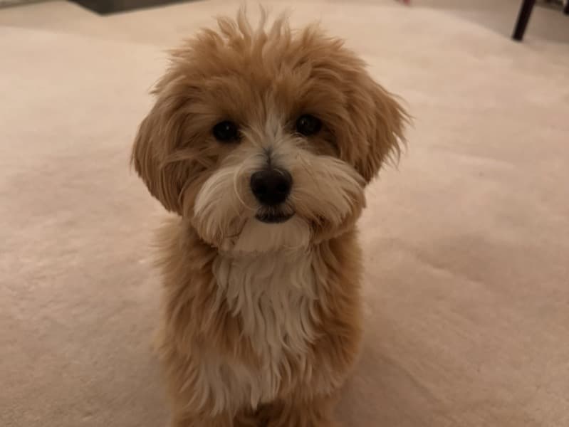 Maltipoo 1 year 1 month old male small named Tobby for breeding in Greater London, England | Petmeetly