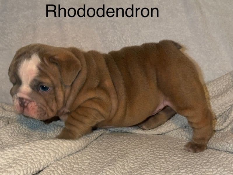 Bulldog 2 months old female small named Rhododendron for sale in Mason County, West Virginia | Petmeetly