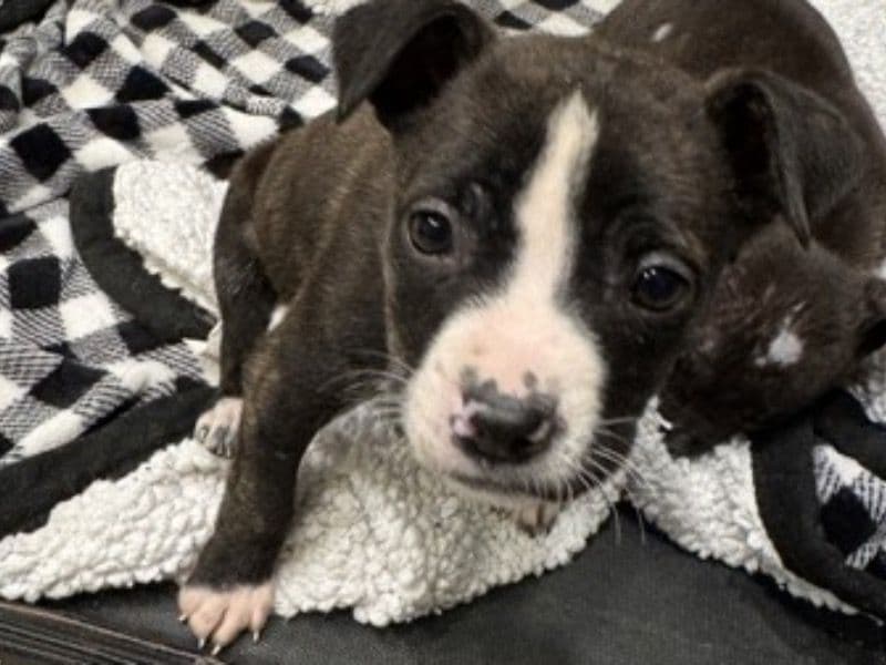 American PitBull Terrier 1 month old female small named Myla for sale in Platte County, Missouri | Petmeetly