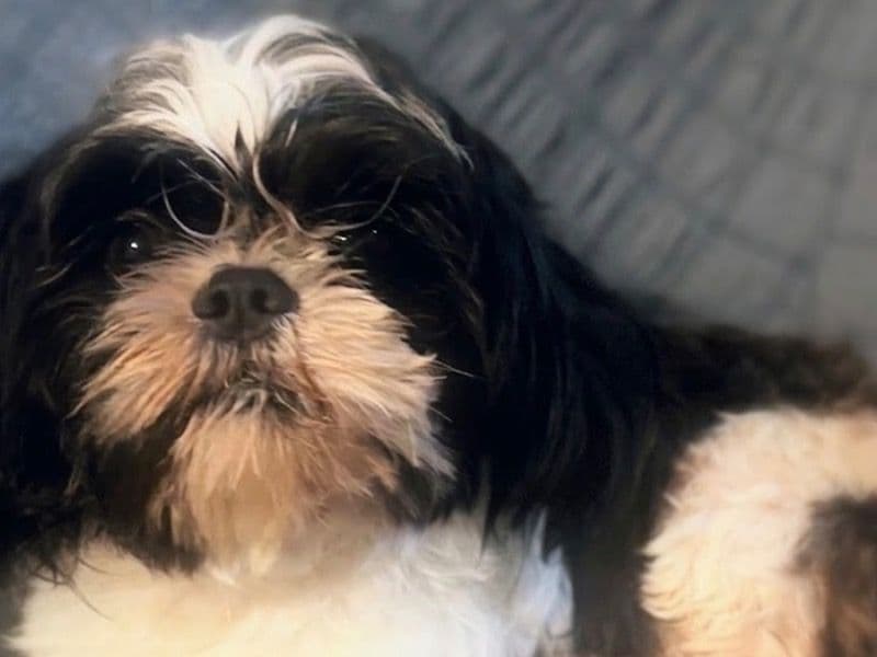 Benji - Shih Tzu | Petmeetly