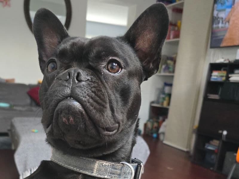 Faux Frenchbo Bulldog 1 year 2 months old male medium named Chico for breeding in Seminole County, Florida | Petmeetly